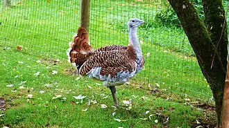 Großtrappenhahn (Otis tarda)