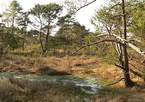 Naturschutzgebiet Otternhagener Moor