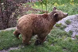 Ein Bär in Bewegung