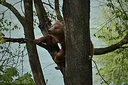 Ein Bär klettert auf einem Baum