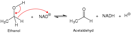 Oxidation von Ethanol durch NAD+ zu Acetaldehyd und NADH