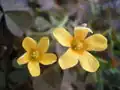 Blüten des Horn-Sauerklee (Oxalis corniculata)
