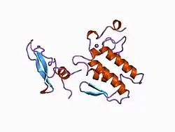 Beta-bungarotoxin B chain-like