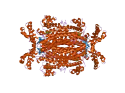 Adenylosuccinat-Lyase