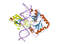 DNA-Ligase