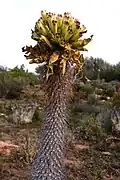 Pachypodium namaquanum