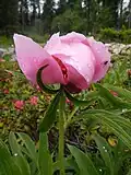 Gemeine Pfingstrose (Paeonia officinalis Thunb.): Sie ist vom Mittelmeerraum bis Westasien und in Teilen der Alpen verbreitet.