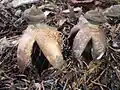 Großer Nest-Erdstern Geastrum fornicatum