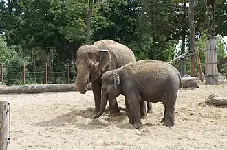 Asiatische Elefanten