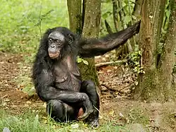 Bonobo (Pan paniscus)