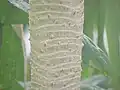 Schraubenbaum (Pandanus spec.), Stamm