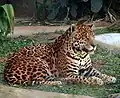 Jaguar (Panthera onca)