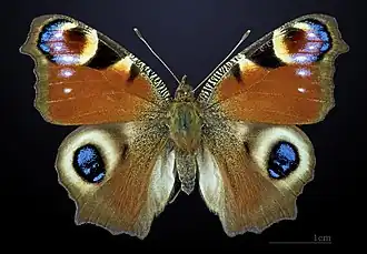 Tagpfauenauge (Oberseite)