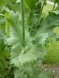 Halbstängelumfassender Blattgrund beim Schlafmohn (Papaver somniferum)