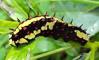 Raupe, grünliche Form