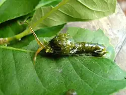 Raupe mit Osmaterium