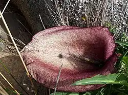 Helicodiceros muscivorus