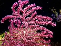 Paramuricea clavata Côte bleue Farbwechselnde Gorgonie, (Paramuricea clavata) bei Marseille