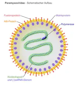 Aufbau der Paramyxoviridae