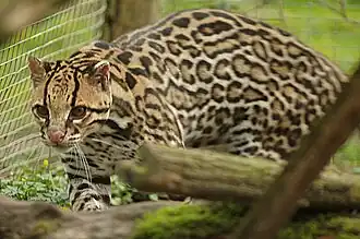 Ozelot (Leopardus pardalis)