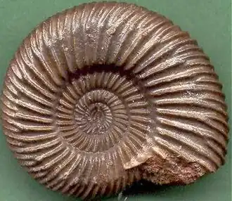 Ammonit Parkinsonia parkinsoni