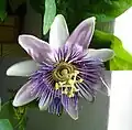Passiflora ×belottii, eine Hybride von Passiflora alata und Passiflora caerulea