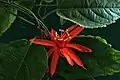 Passiflora cultivar