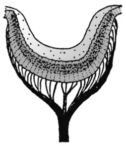 Abb. 19 Pigmentbecherauge der Napfschnecke