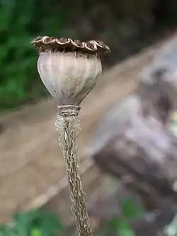 Porizid-operculate Porenkapsel einer Mohnpflanze