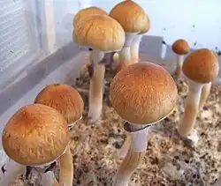 Psilocybe cubensis enthält Psilocybin und Psilocin