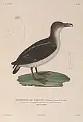 Garnot-Sturmvogel (Pelecanoides garnotii) illustriert von Jean-Gabriel Prêtre