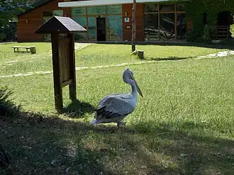 Krauskopfpelikan vor dem Besucherzentrum des Nationalparks