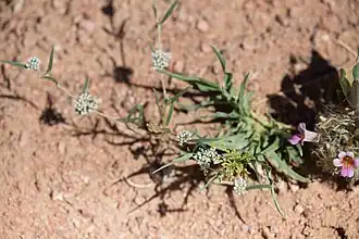 alternative Beschreibung