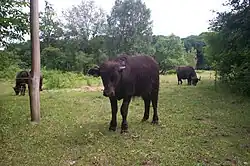 Wasserbüffel auf der Hechtlaichwiese