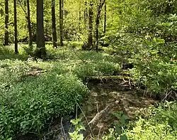 Ehemaliger Mühlenteich am Backesberger Bach