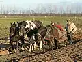 Dreigespann pflügt in schwerem Boden