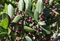 Breitblättrige Steinlinde