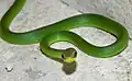 Grüne Strauchnatter (Philodryas olfersii)