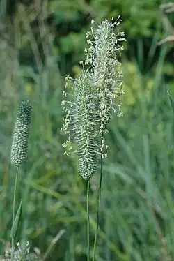 Eine Scheinähre (Wiesen-Lieschgras)