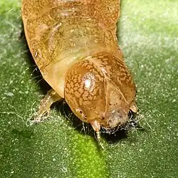 Kopfdetail der Raupe