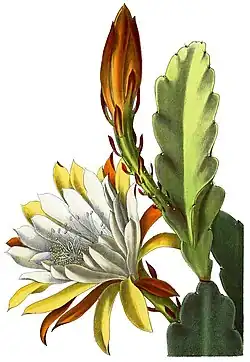 Phyllocactus Victoria regia