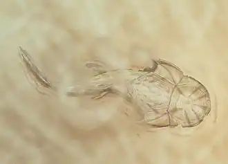 Informelles Beispiel von Phyllolepida