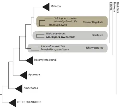 Vereinfachter phylogenetischer Baum mit der Gattung Salpngoeca