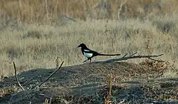 Foto einer Hudsonelster auf dem Boden