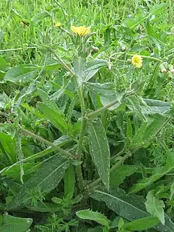 Natternkopf-Wurmlattich