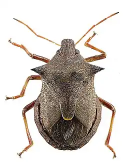 Zweizähnige Dornwanze (Picromerus bidens)