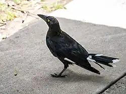 Weißbürzel-Krähenstar