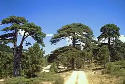 Pyrenäen-Kiefer (Pinus nigra subsp. salzmannii)