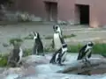 Brillen- und Humboldtpinguine