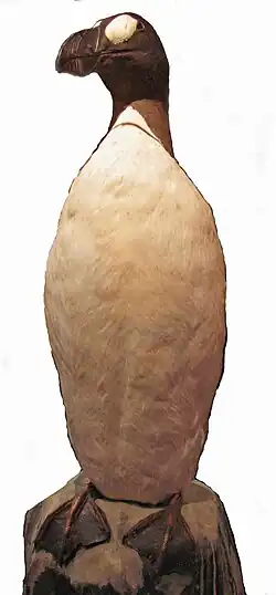 Ausgestopfter Riesenalk aus einer Sammlung, Leipzig